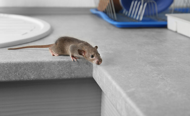 Why Is It So Hard To Get Rid Of Rats? 5 Things To Try