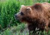 How Do You Keep Bears Away From Food? 5 Tips for Campers