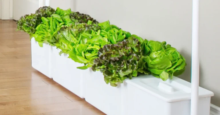 Indoor Gardening Systems: Bringing Nature into Your Home