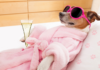 Spa Day for Furry Friends