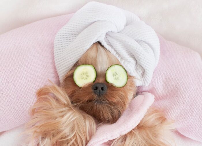 Spa Treatments for Dogs