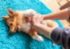 Giving CPR to a dog.